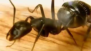 Ants (Camponotus) engaging in trophallaxis up close