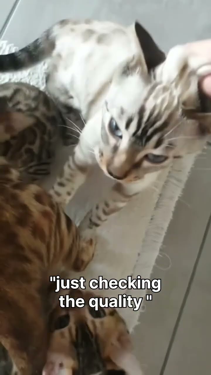 Kittyo was checking the quality and was like thank prvnci