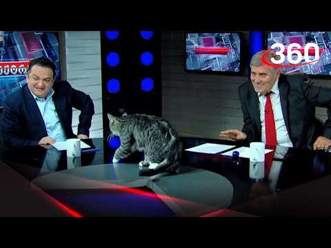 Няшный эксперт: котик сорвал прямой эфир грузинского ТВ