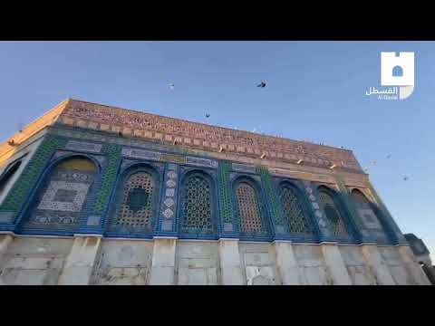 مشهد رائع للطيور في سماء المسجد الأقصى مع شروق الشمس هذه اللحظات