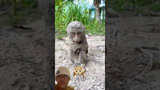 Pity #babyanimal #monkey #cute #animals #babymonkey #funny #sad #monkeysr #babyanimal #adorably