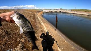 Good Striped Bass after months of being skunked | California Aqueduct Fishing | Striper fishing