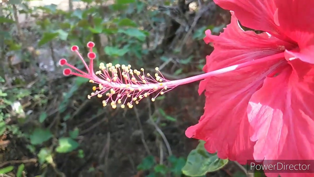 Androecium monadelphous stamen in Hibiscus YouTube