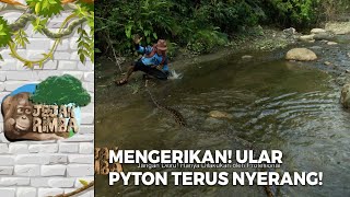 MENGERIKAN! Ular Pyton Terus Menerus Menyerang Ewon | JEJAK RIMBA (2/2)
