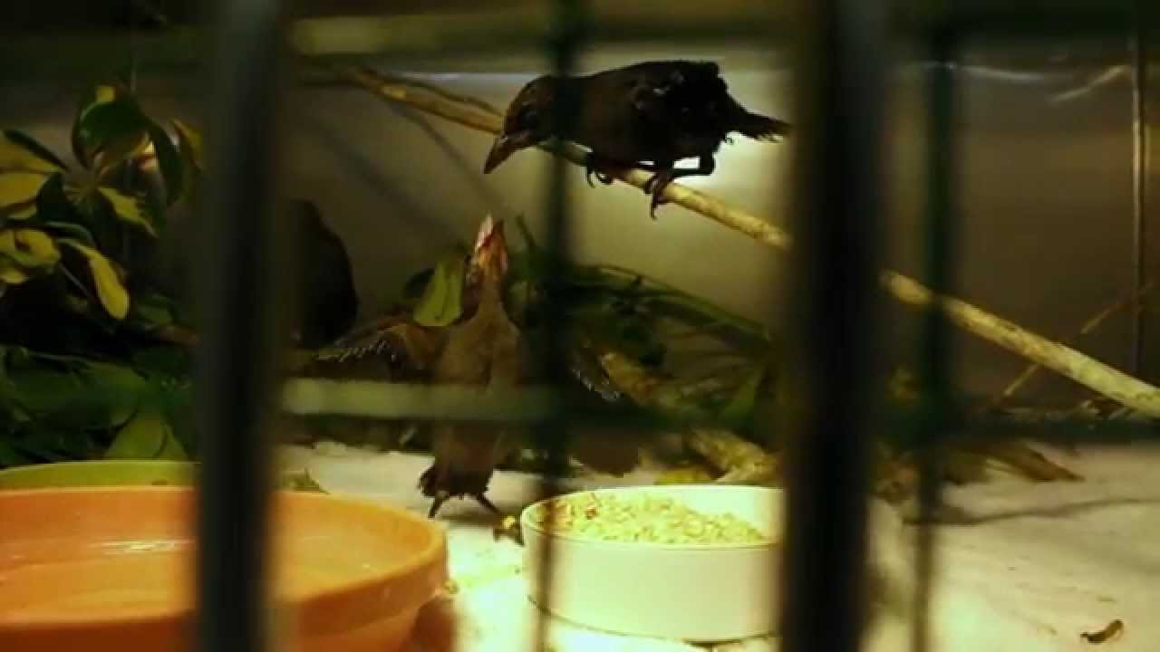 Injured young grackle feeds baby grackles in same enclosure