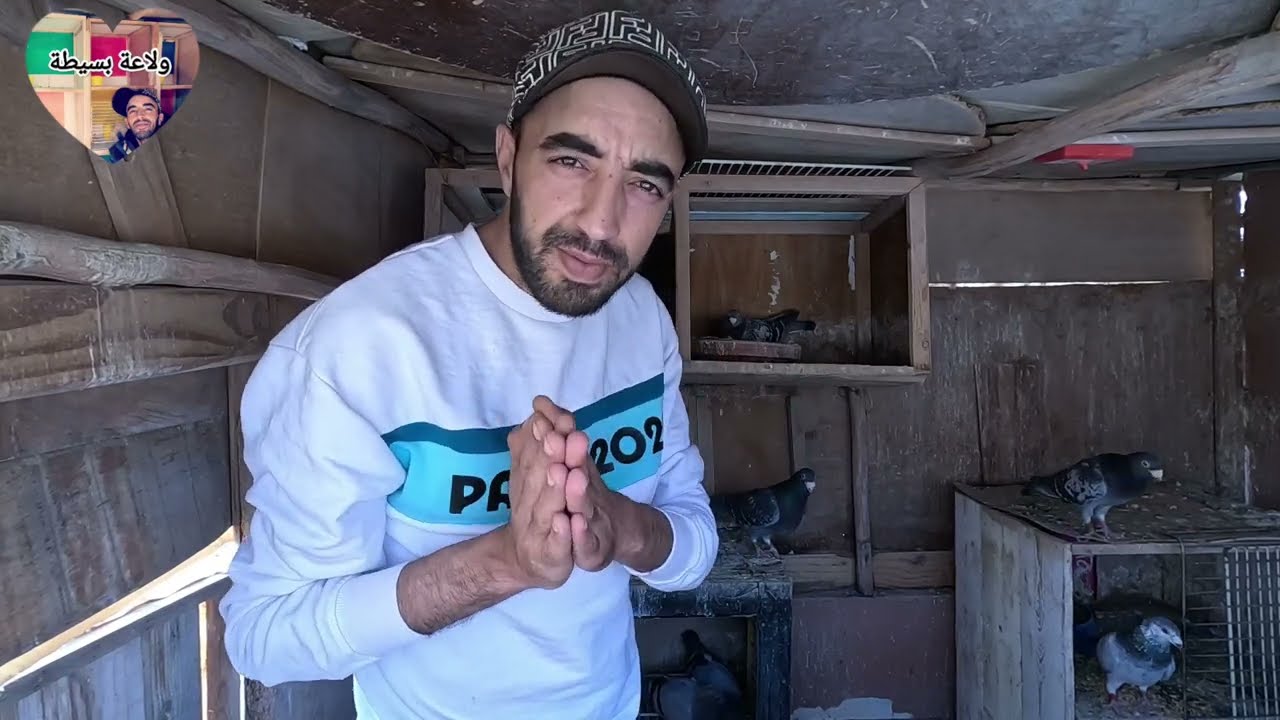 تفريخ حمام السباق للمنافسة 🤣🤣 معلومات عن التفريخ 🫡🫡