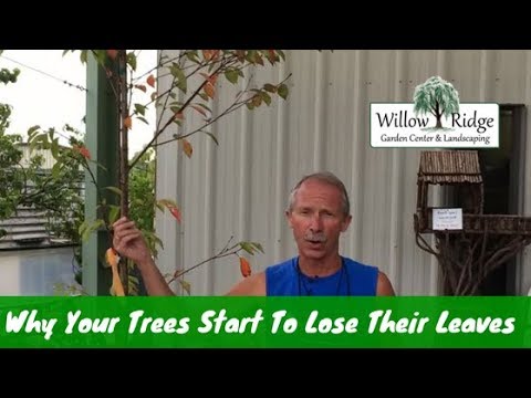 Video: Aflați de ce un tei pierde frunze - Cum să remediați căderea frunzelor de tei