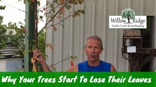 Why Your Trees Start To Lose Their Leaves