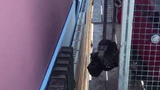 Jenkins Masonry- Semi Automated Mason