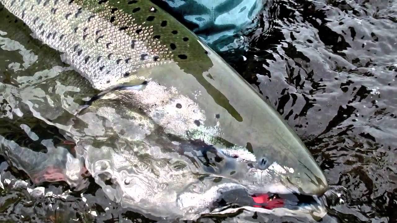 Oregon Steelhead and Salmon Fishing January 21, 2011 YouTube