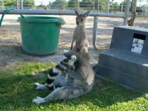 horseshoe bend The cutest ringtailed lemur EVER!!