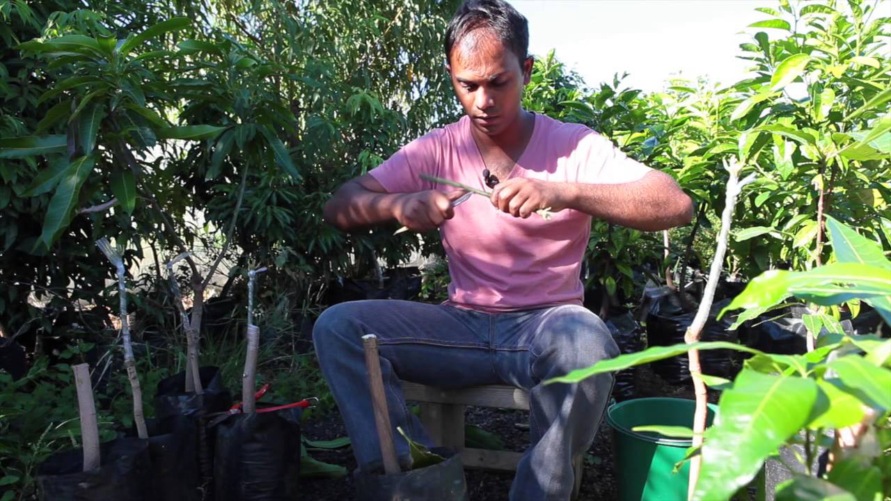 Technique de greffage. à la Couronne.  SCEA PEPINIERE TAILAME