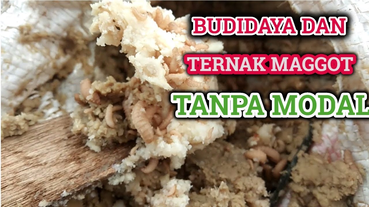 TERNAK MAGGOT TANPA MODAL | CARA BUDAYA MAGGOT MODAL KECIL 