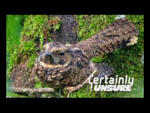 Whippoorwill - Certainly Unsure