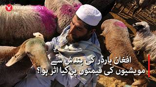 Torkham Border Closure: How K-P’s Cattle Markets Lost Their Festive Spark