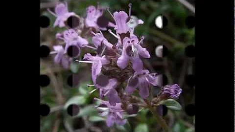 Sandy Denny / Fotheringay - Wild Mountain Thyme