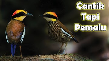 Si Cantik yang Pemalu, mengenal lebih dekat burung Paok Panca Warna