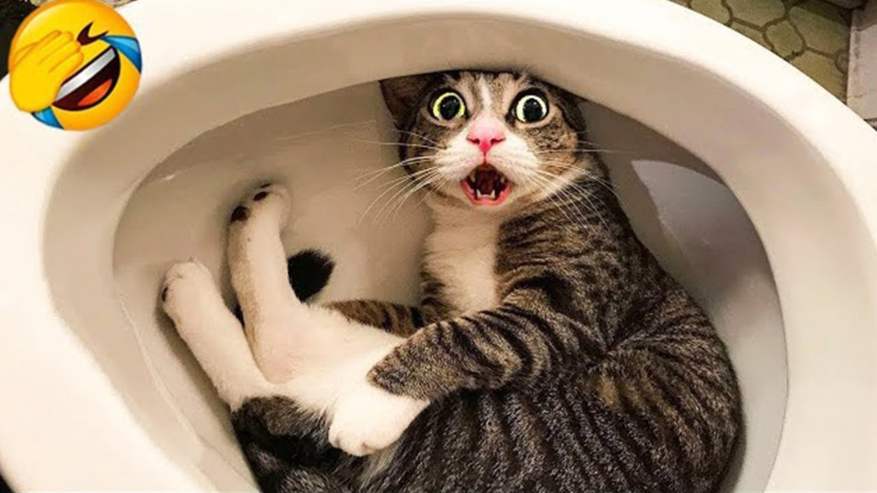 Funny Animals 2024 Cute Cat And Dog Funny Videos Part 464 YouTube Funny animals 2024 cute cat and dog funny videos part 464 youtube