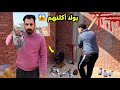 بولا هجمت علي الحمام واكلت 50 فرد واشتريت حمام مكان الي مات