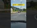 嬉しそうに駆けてる牛さんたち😅 #暴走牛