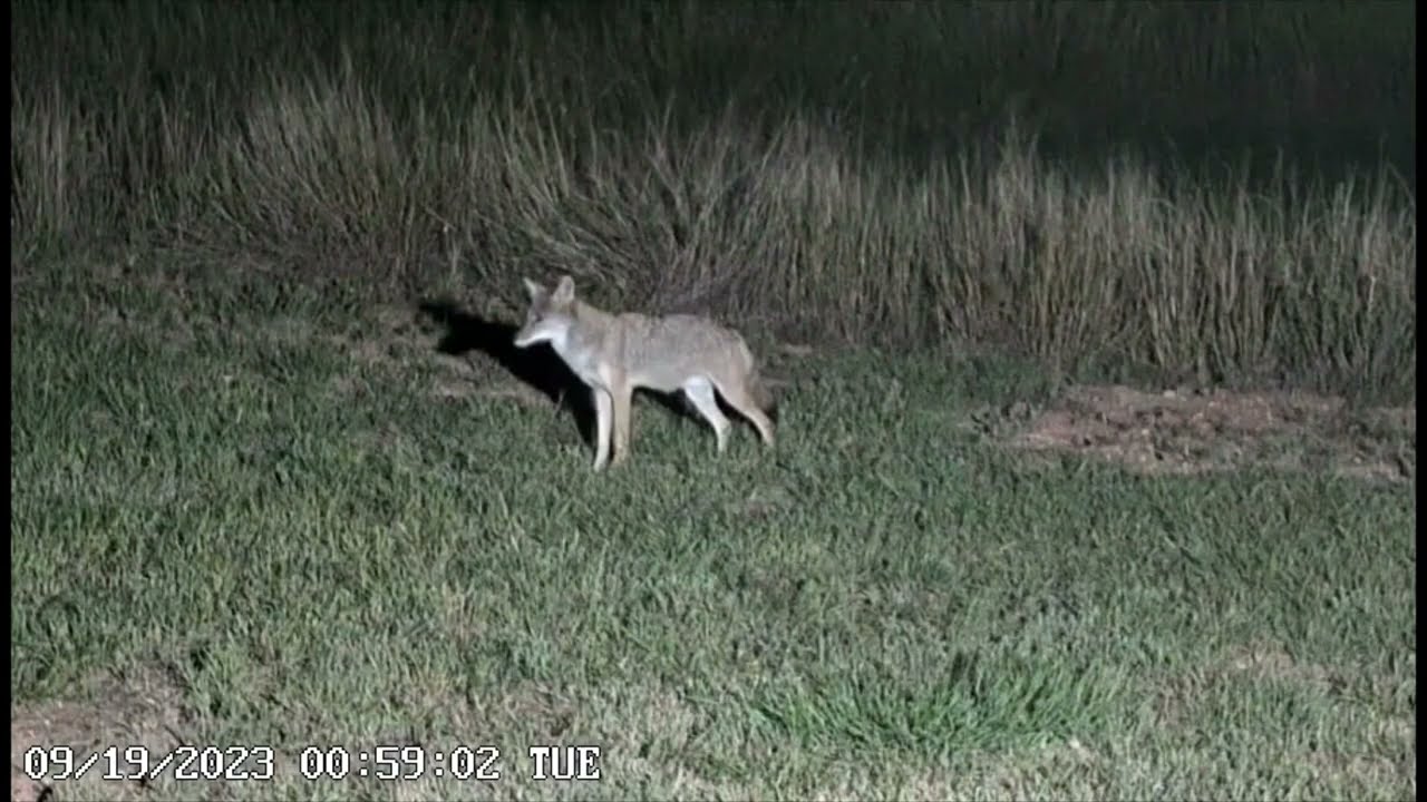 Coyote vs Feral Cat (09/19/23) - Lake Alan Henry Weather - Texas