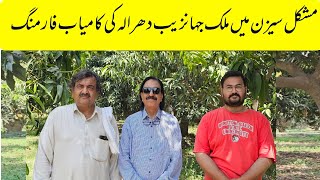 Smart Management Turned Mango Orchards into High-Yield Success
