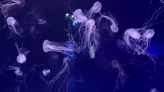 meduse veneneuse animal transparent by Animal group Eu 1,704 views 1 year ago 6 minutes, 4 seconds