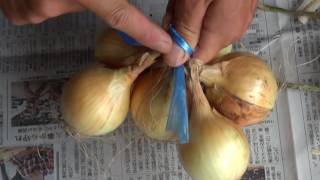 玉ねぎを吊るすのはなぜ 保存期間と場所は外 結び方や使う道具は紐かネットだけ 家事ノート