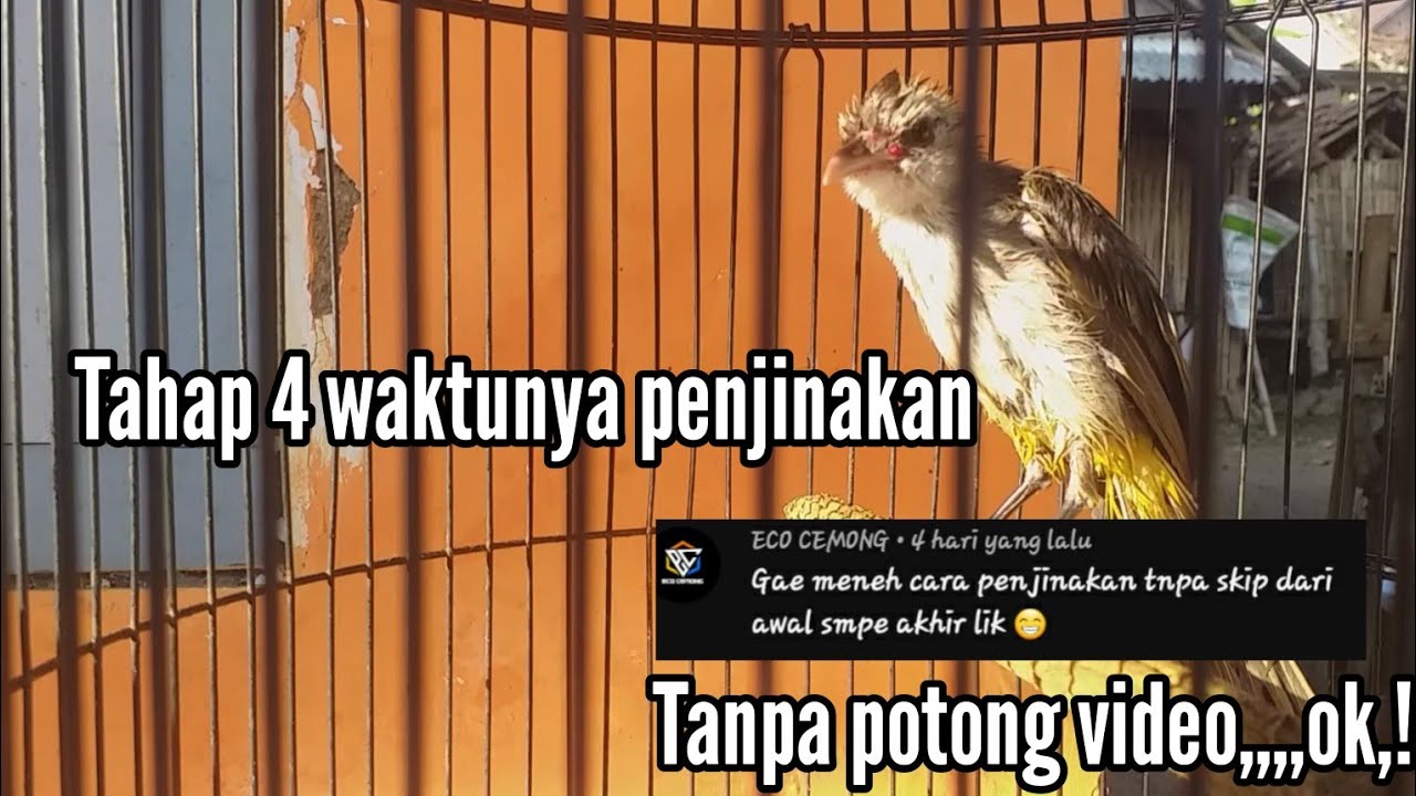Tahap 4 waktunya penjinakan Trucukan ombyokan Giras