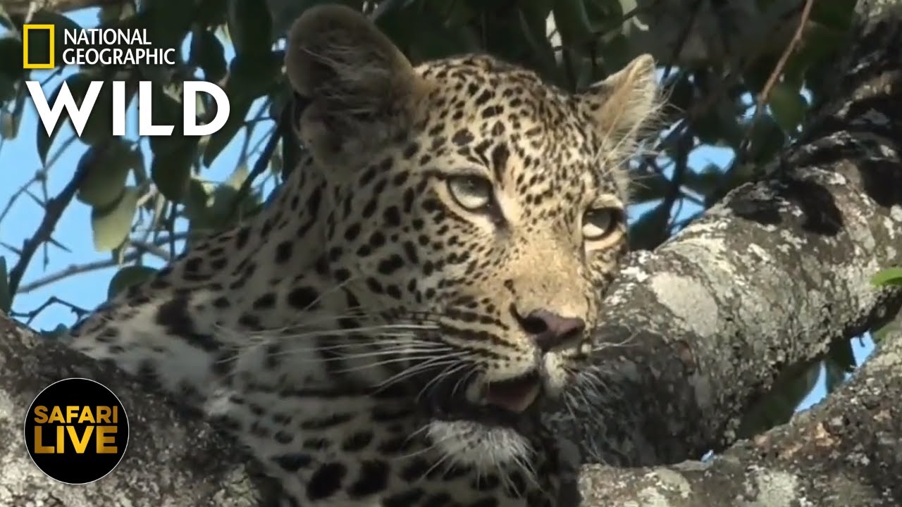 adventureland movie Safari Live - Day 295 | Nat Geo Wild
