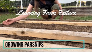 Parsnip Germination Failure | Replanting for Better Germination