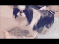 何キロ？体重計に自分で乗って計るわんこ日本狆Japanese Chin