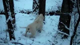 picturesdogs 607.avi