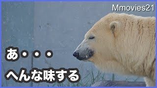 リラの好き嫌い　敏感に反応するリラ　Polar Bears Life