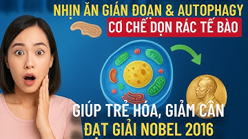 “Nhịn ăn gián đoạn & Autophagy: Cơ chế dọn rác tế bào giúp trẻ hóa, giảm cân & đạt Giải Nobel 2016”