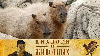 Сафари Парк в Геленджике. 8-я серия // Диалоги о животных @SMOTRIM_KULTURA