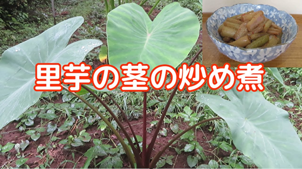 【ご飯のお供によく合う!】里芋の茎の炒め煮の作り方 - YouTube