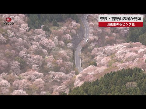 【速報】奈良・吉野山の桜が見頃 山肌染めるピンク色