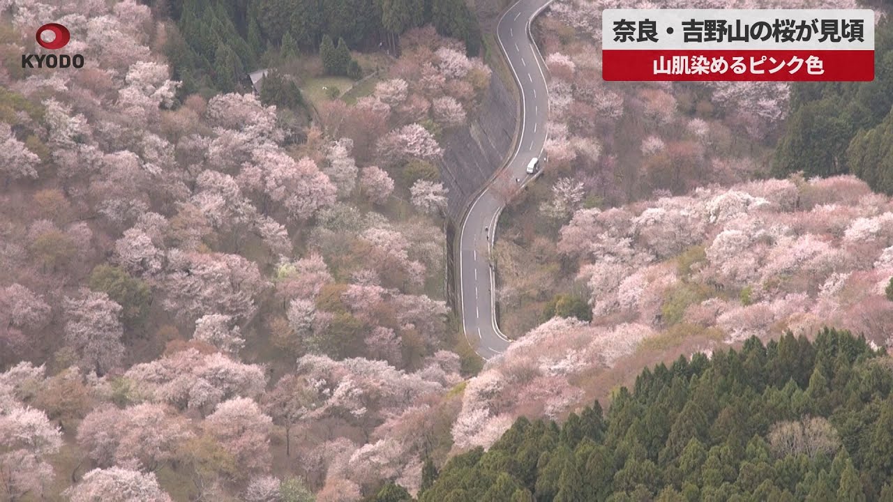 速報】奈良・吉野山の桜が見頃 山肌染めるピンク色 - YouTube