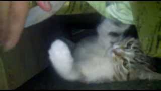 Моя кошка Сима любит поиграть. Моя кошка Сима любит поиграть.