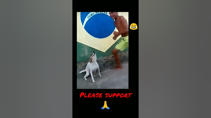 Brazil dog dancing | funny dog shorts #shorts #viral #trending #brazildogdancing #newshorts2023