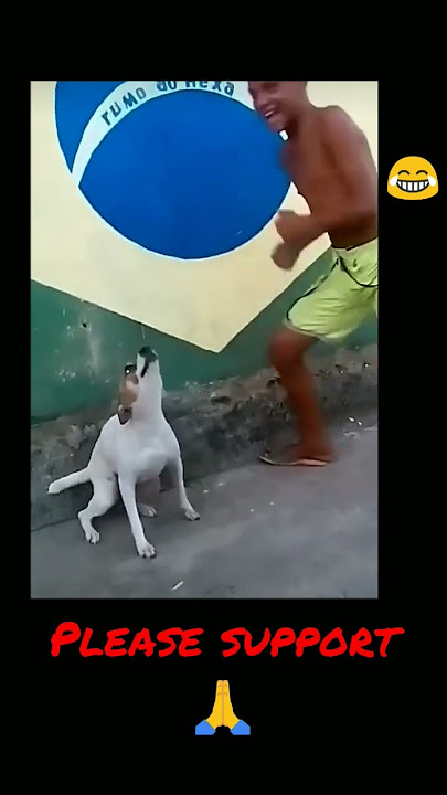 Brazil dog dancing | funny dog shorts #shorts #viral #trending #brazildogdancing #newshorts2023