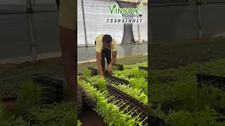 Marigold plants loading  #flowerplants #farming #marigold #agriculture #raithu #raithubidda #plants