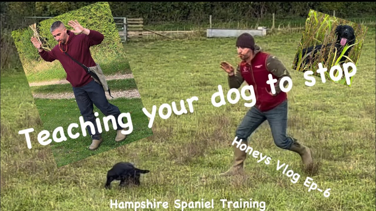 Teaching my gundog to stop Honeys Vlog Ep-6