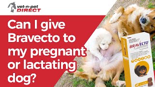Can I give Bravecto to my pregnant or lactating bitch?
