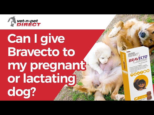 lactating bitch lactating bitch