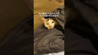 夫の服をおうちだと思ってるかもしれない猫