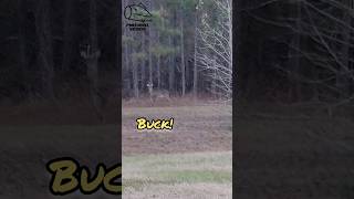 Deer with 1 antler ISN'T AFRAID of Fire?! #shorts #wildlife #nature