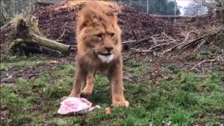 Christmas dinner for the Linton Zoo lions