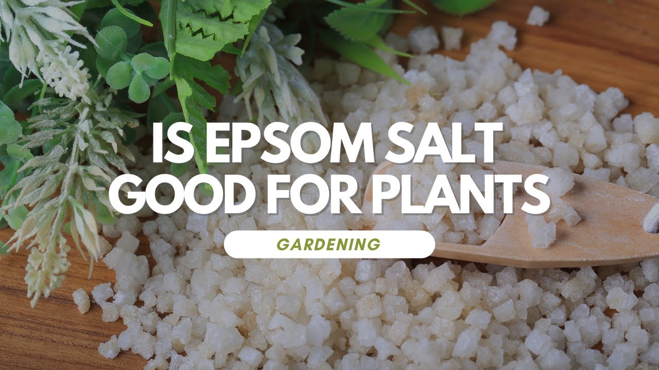Is Epsom Salt Good For Plants YouTube